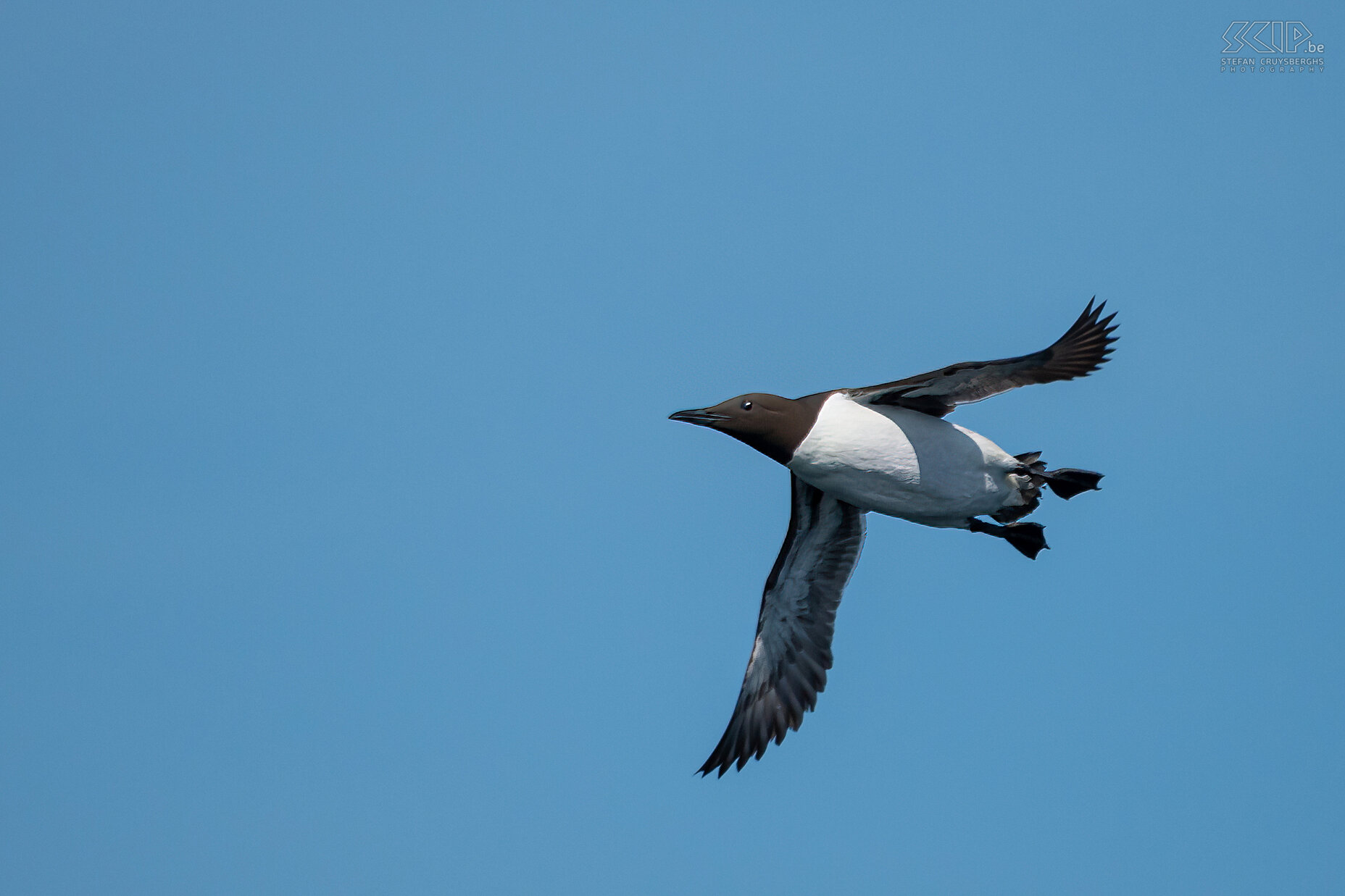 Farne Islands - Guillemot  Stefan Cruysberghs